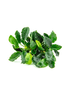 Anubias Nana 'Mini Kirin'