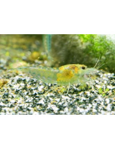 Neocaridina davidi "Green Jelly” 1,5cm