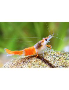 Neocaridina davidi " Rili Sunkist ” 1,5cm (Grade A+)