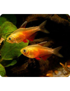Hyphessobrycon flammeus (tétra de Rio)