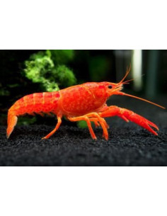 Ecrevisse Procambarus alleni Orange 4-4,5 cm