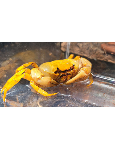 Crabe Banana (Terrathelphusa sp.) 5 cm