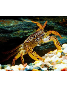 Crabe panthère (Parathelphusa pantherina) 2 cm