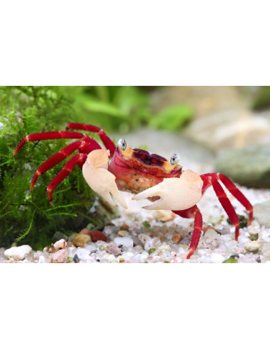 Crabe vampire " White Claw " 2 cm