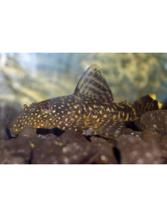 Ancistrus Cyrhorus 4-4,5 cm