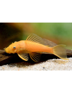 Ancistrus Cyrhorus Gold 3,5 cm