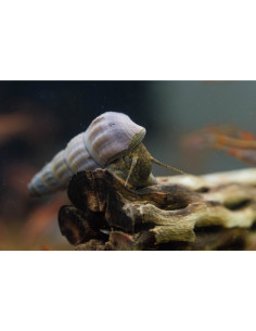Brotia Herculea White (Escargot) 2 cm