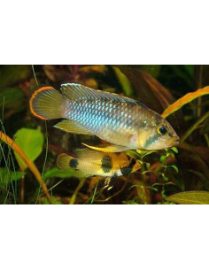 Apistogramma nijsseni 2,5 cm
