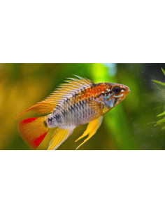 Apistogramma viejita 2,5 cm
