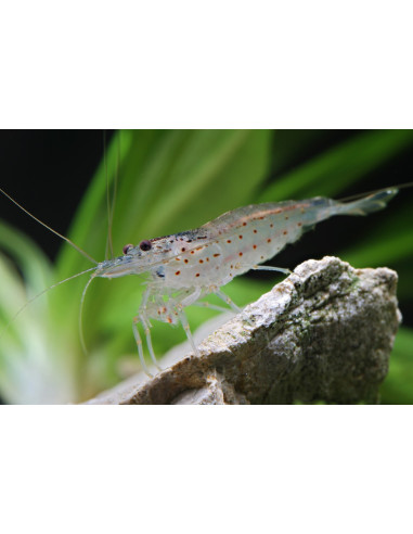 Caridina Japonica / Amano 2,1-2,5cm  Lot de 25pcs - ELV