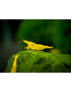 Neocaridina Davidi Yellow Golden Back 1-1,5 cm