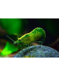 Neocaridina davidi ”Green Hulk”