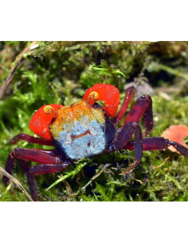 Crabe Vampire Rainbow (Geosesarma Rouxi) 2 cm