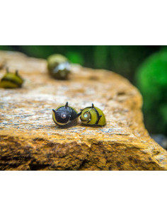 Clithons cornus - Escargot à cornes  1cm