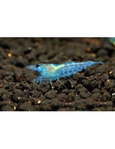 Neocaridina davidi var. "Blue Jelly" 1-1,5cm lot de 10pcs
