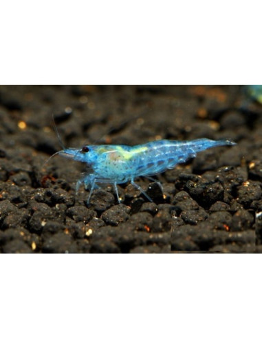 Neocaridina davidi var. "Blue Jelly" 1-1,5cm lot de 10pcs