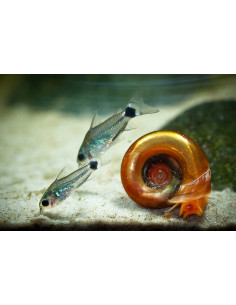 Corydoras Hastatus (Corydoras nain) 1cm