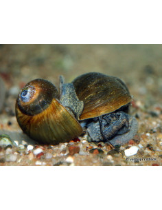 Lanistes nyassanus (Escargot) 3-4cm