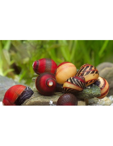 Neritina Vittina waigiensis (rouge rayé) 0,8 -1,2 cm