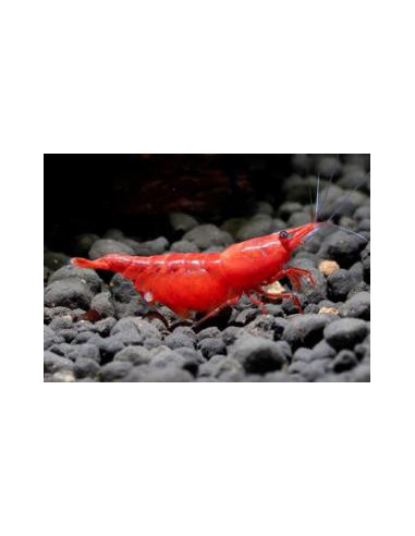 Neocaridina davidi Red Sakura 1,5 cm lot de 25pcs