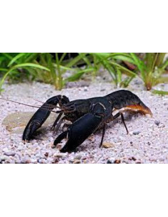 Ecrevisse Cherax Holthuisi 5-5,5 cm