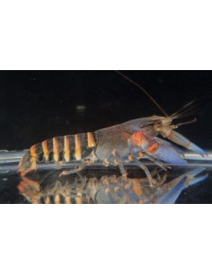 Ecrevisse Cherax Lorentzi Super Blue Claw 5-5,5 cm