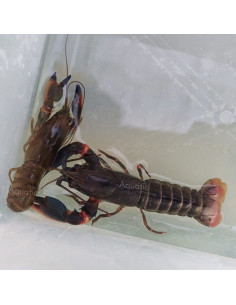 Ecrevisse Cherax Lorentzi Black Kong 5-5,5 cm
