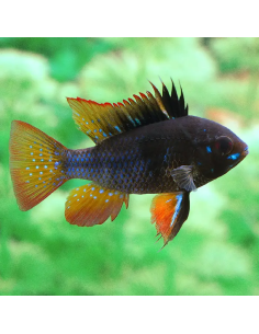 Microgeophagus Ramirezi Black 2,5 cm