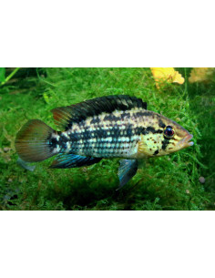 Apistogramma kullanderi 3,5 cm  ELV-AL