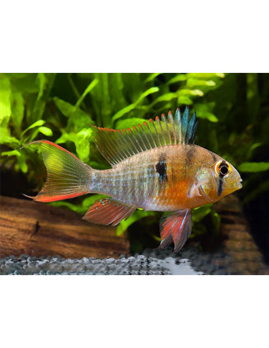 Mikrogeophagus altispinosus 3cm