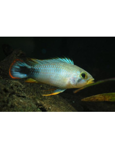Apistogramma panduro 2,5 cm mâle/femelle
