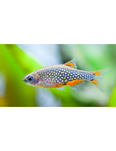 Danio Margaritatus  (Microrasbora Galaxy) 1,5 cm