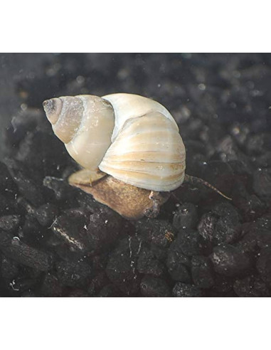 Filopaludina martensi (Albino Pond snail) 1,5 cm