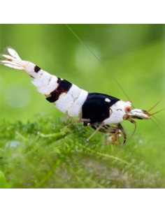 Caridina cf. cantonensis - Black Crystal Lot de 10