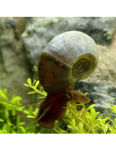 Planorbe Duryi 1,5 cm