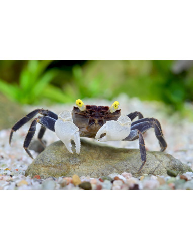Crabe Borneo "Panda" - Lepidothelphusa cognetti 2 cm