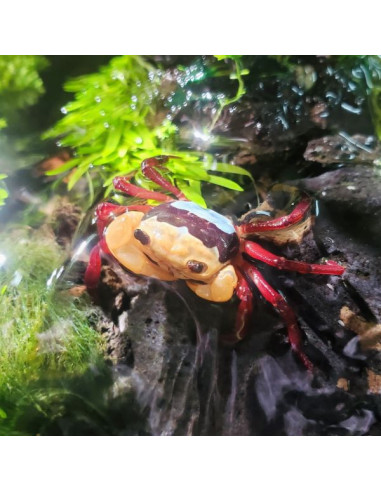 Crabe Borneo Tricolor (lepidothelphusa sp.) 2 cm
