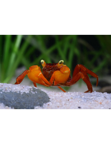 Crabe mandarin (Geosesarma notophorum) 2cm