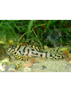 L236 Hypancistrus Snow Yellow - Robert Budrovcan LINE 3...