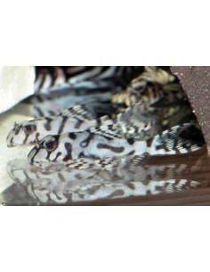 L236 Hypancistrus Snow White - Robert Budrovcan LINE 3 cm FR