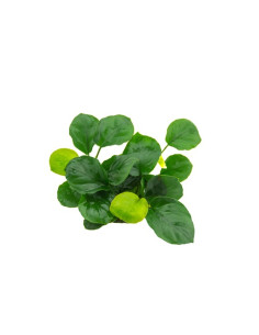 Anubias barteri 'Coin-Leaf' en pot