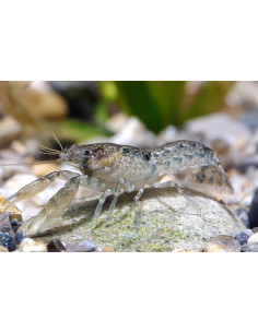 Cambarellus shufeldtii  1-2cm ELV