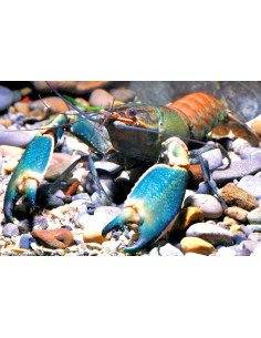 Ecrevisse Cherax Boesemani Blue 5-5,5cm