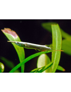 Dermogenys pusilla Doré (demi-bec) 2,5 cm