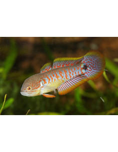 Tateurndina ocellicauda 3cm