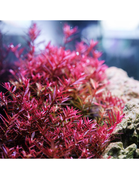 Twinstar Light V 200S