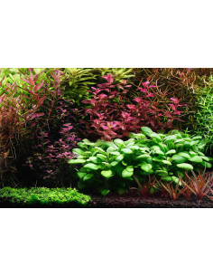 The 2Hr Aquarist - Apt3 Complete 300ml 2