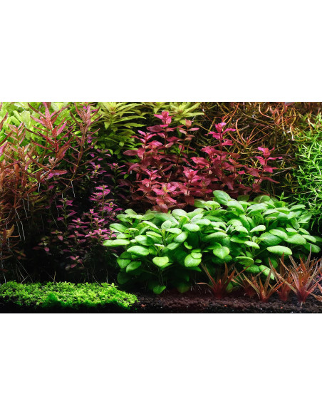 The 2Hr Aquarist - Apt3 Complete 300ml