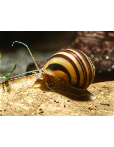 Escargot asolene spixi 1,5-2cm ELV
