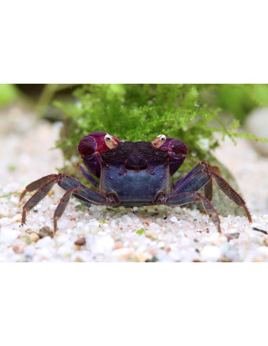 Crabe Vampire Bogorensis  (Geosesarma Species) 2cm